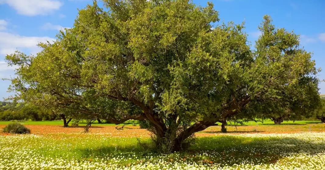 Glorious Argan Tree - PeauFresh Cosmetics