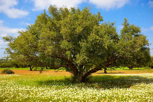 Glorious Argan Tree - PeauFresh Cosmetics